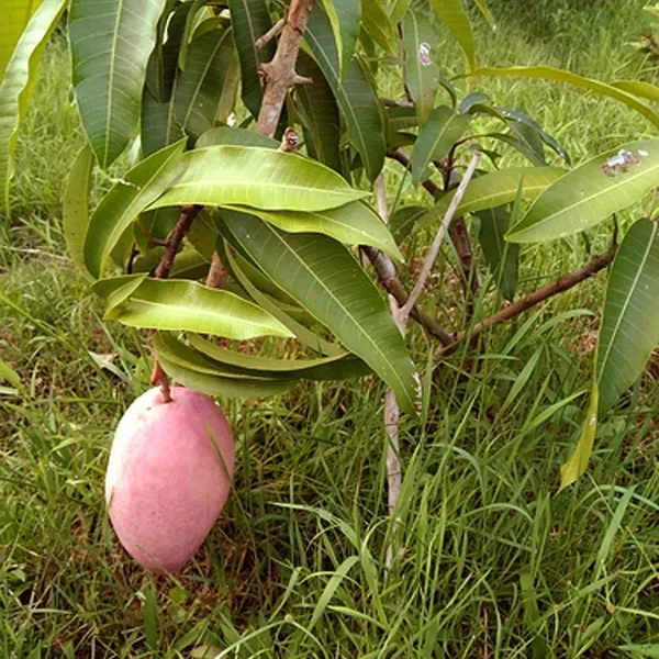Osteen_Mango_Aam_Grafted_Fruit_Plant_1_5_3_Feet_Height