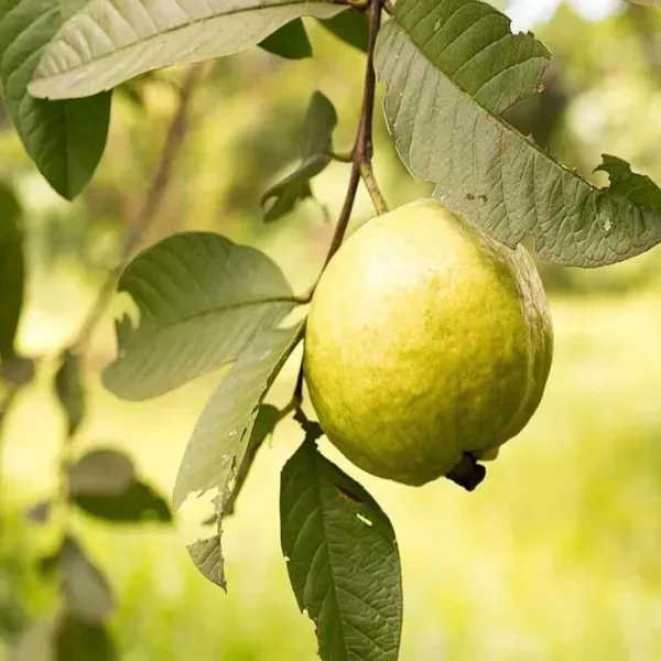 Thai_Golden_8_Guava_Amrood_Layering_Grafted_Fruit_Plant_1_5_3_Feet_Height