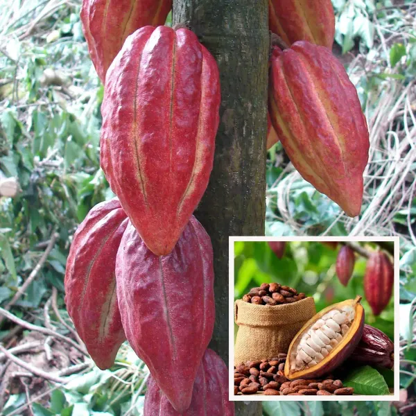 Cocoa_Chocolate_Fruit_Plant_1_5_3_Feet_Height
