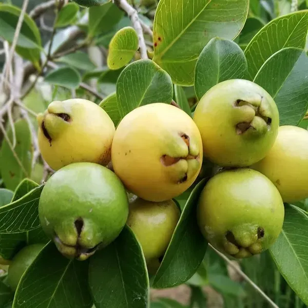 Yellow_Strawberry_Guava_Amrood_Layering_Grafted_Fruit_Plant_1_5_3_Feet_Hei