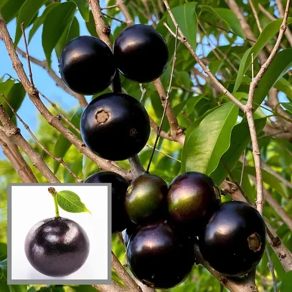 Oblongata_Jabuticaba_Fruit_Plant_1_5_3_Feet_Height