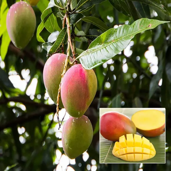Sindhu_Seedless_Mango_Aam_Grafted_Fruit_Plant_1_5_3_Feet_Height