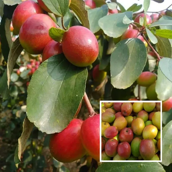 Red_Sundari_Apple_Ber_Jujube_Kul_Grafted_Fruit_Plant_1_2_Feet_Height