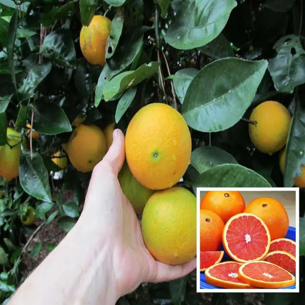 Cara_Cara_Navel_Orange_Santra_Grafted_Fruit_Plant_1_5_2_Feet_Height