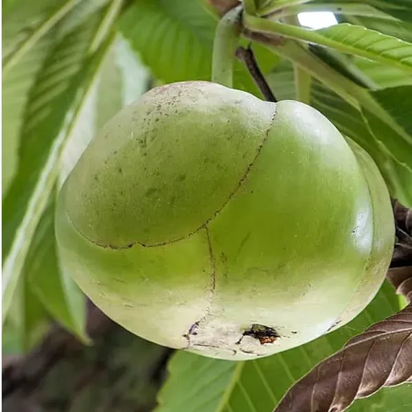 Elephant_Apple_Chalta_Dillenia_Indica_Fruit_Plant_1_5_3_Feet_Height