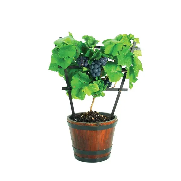 Black_Grapes_Angoor_Layering_Grafted_Fruit_Plant