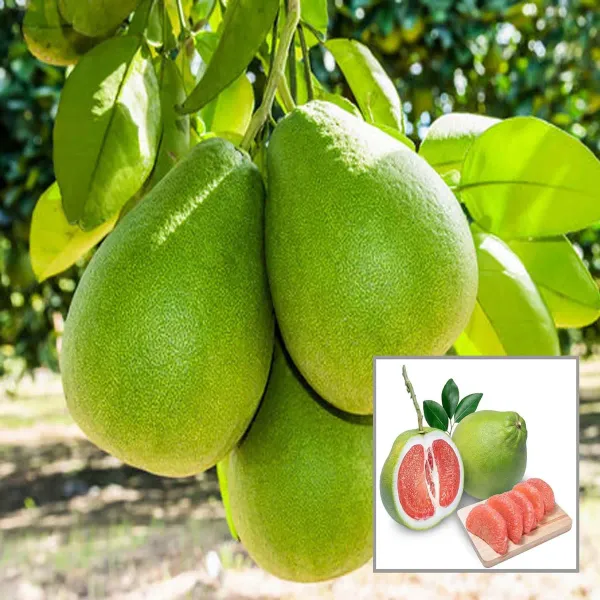 Seedless_Pomelo_Grapefruit_Jambura_Gaint_Chakotra_Batabi_Lebu_Kambili_Naran