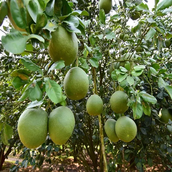 Seedless_Pomelo_Grapefruit_Jambura_Gaint_Chakotra_Batabi_Lebu_Kambili_Naran