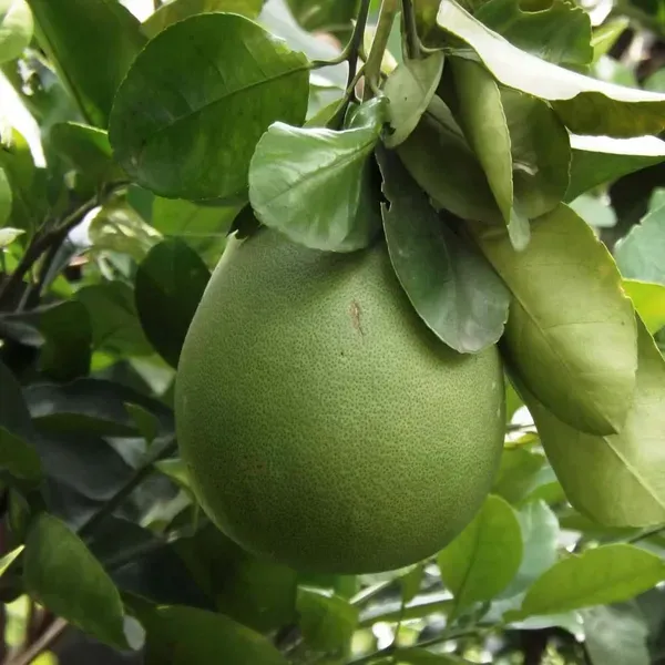 Seedless_Pomelo_Grapefruit_Jambura_Gaint_Chakotra_Batabi_Lebu_Kambili_Naran