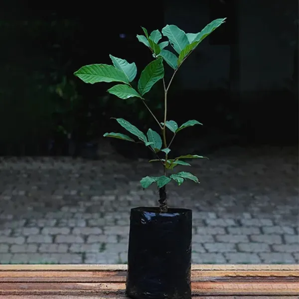 Schoolboy_Rambutan_Grafted_Fruit_Plant_2_3_Feet_Height