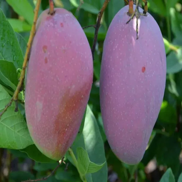 Bn_7_Mango_Aam_Grafted_Fruit_Plant_1_5_3_Feet_Height