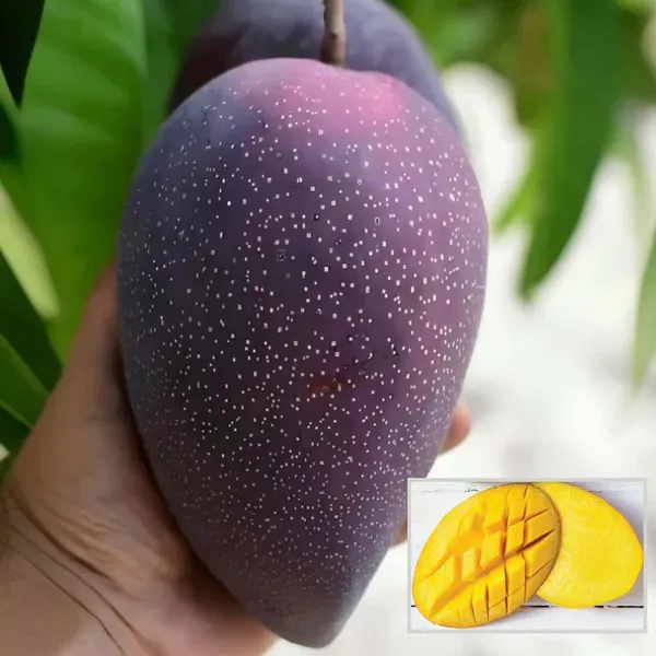 Bn_7_Mango_Aam_Grafted_Fruit_Plant_1_5_3_Feet_Height