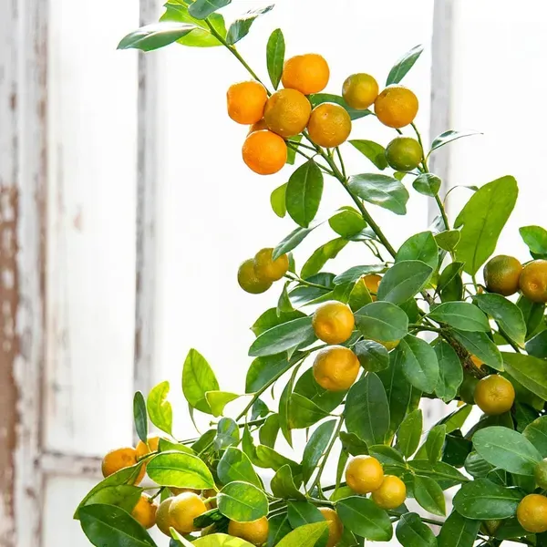 Nimbu_Cot_Sour_All_Time_Lemon_Nimbu_Layering_Grafted_Fruit_Plant_1_2_Feet