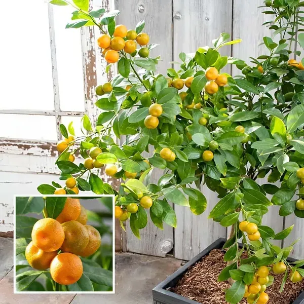 Nimbu_Cot_Sour_All_Time_Lemon_Nimbu_Layering_Grafted_Fruit_Plant_1_2_Feet