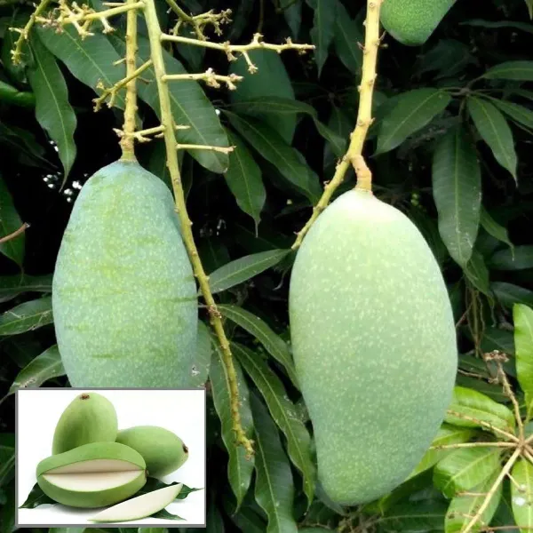 Sweet_Kaccha_Mitha_Mango_Aam_Grafted_Fruit_Plant_1_5_3_Feet_Height