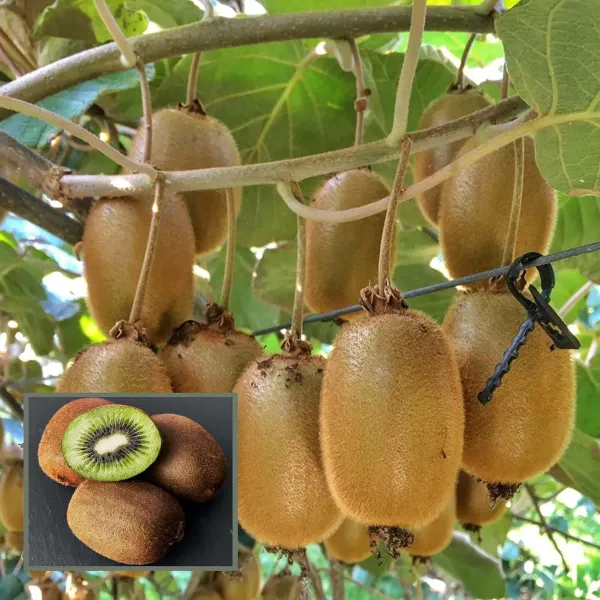 Hayward_Kiwi_Grafted_Fruit_Live_Plant_2_3_Feet_Height