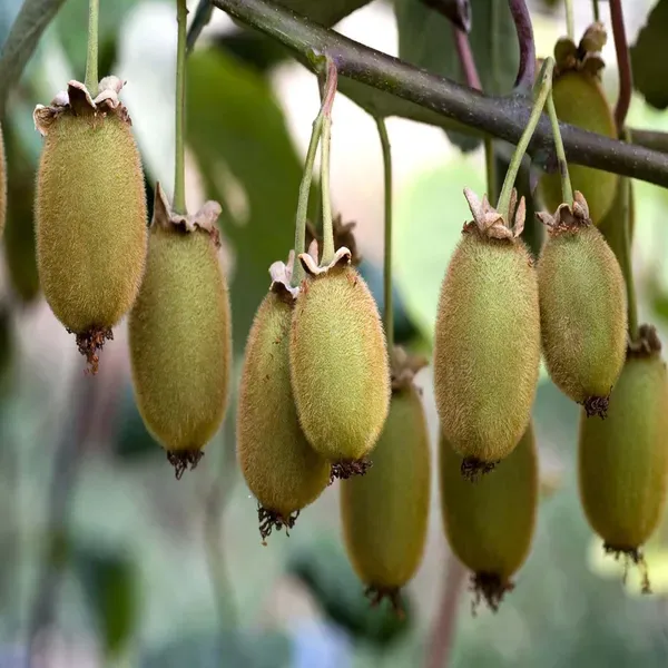 Hayward_Kiwi_Grafted_Fruit_Live_Plant_2_3_Feet_Height
