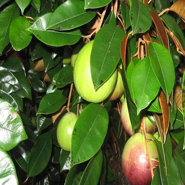 Milk_Fruits_Fruit_Plant_1_5_3_Feet_Height