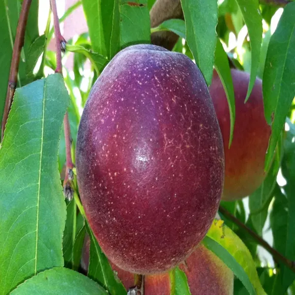 Milk_Fruits_Fruit_Plant_1_5_3_Feet_Height