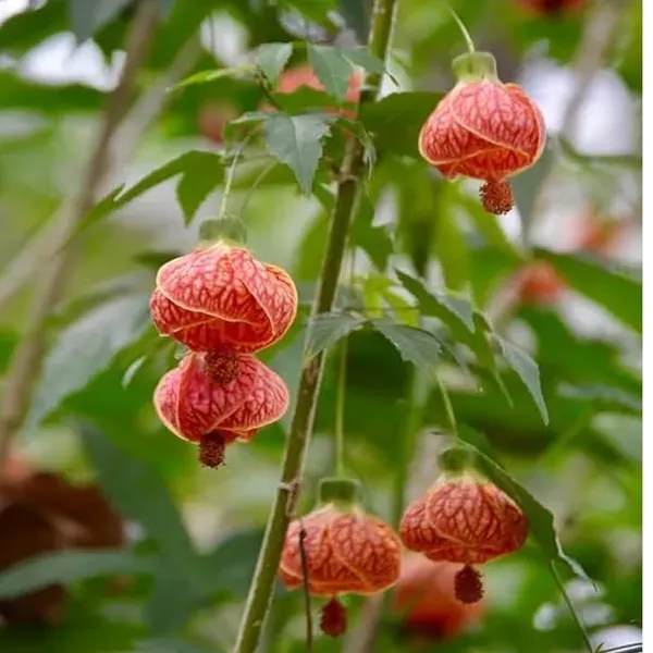 Lantern_Lanthana_Hibiscus_Joba_Gudhal_Flower_Plant_1_2_Feet_Height