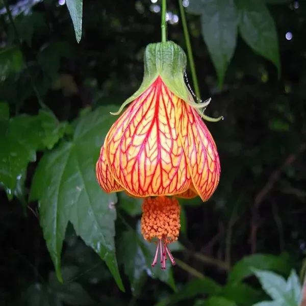 Lantern_Lanthana_Hibiscus_Joba_Gudhal_Flower_Plant_1_2_Feet_Height