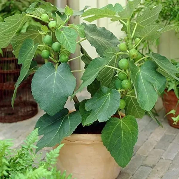 Big_Leaf_Fig_Anjeer_Layering_Grafted_Fruit_Plant_1_2_Feet_Height