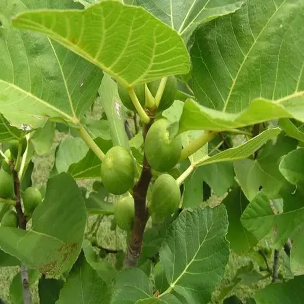Big_Leaf_Fig_Anjeer_Layering_Grafted_Fruit_Plant_1_2_Feet_Height