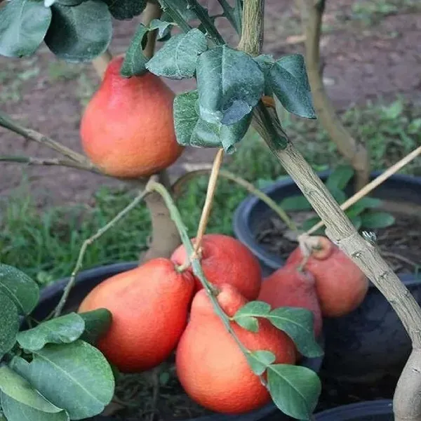 Red_Pomelo_Grapefruit_Jambura_Gaint_Chakotra_Batabi_Lebu_Kambili_Naranga_Gr