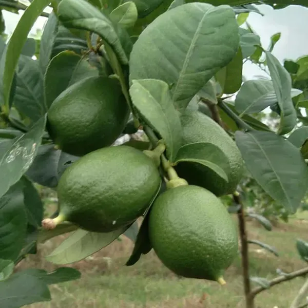 Nimbu_China_3_Seedless_Grafted_Fruit_Plant_1_2_Feet_Height