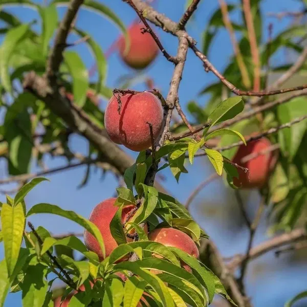 Shan_E_Punjab_Peach_Grafted_Fruit_Plant_2_3_Feet_Height