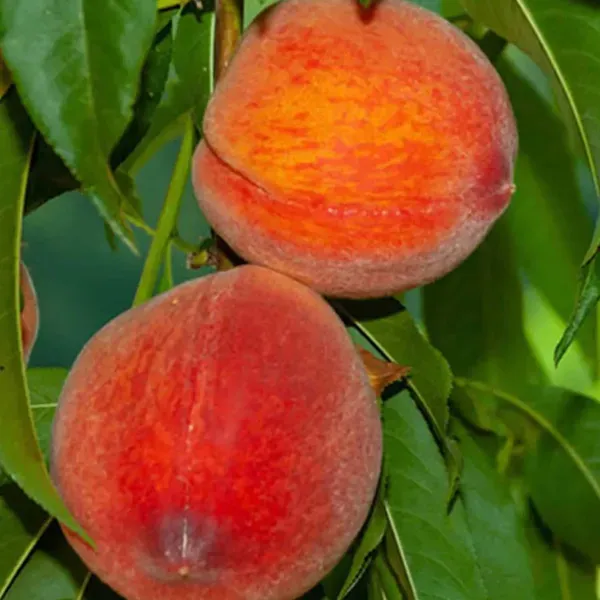 Shan_E_Punjab_Peach_Grafted_Fruit_Plant_2_3_Feet_Height