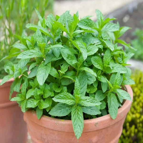 Pudina_Pepermint_Mentha_Scented_Leaf_Plant_1_2_Feet_Height