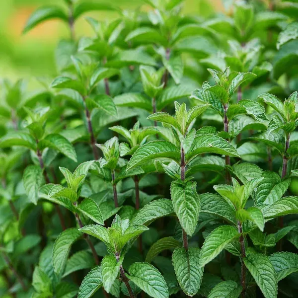Pudina_Pepermint_Mentha_Scented_Leaf_Plant_1_2_Feet_Height