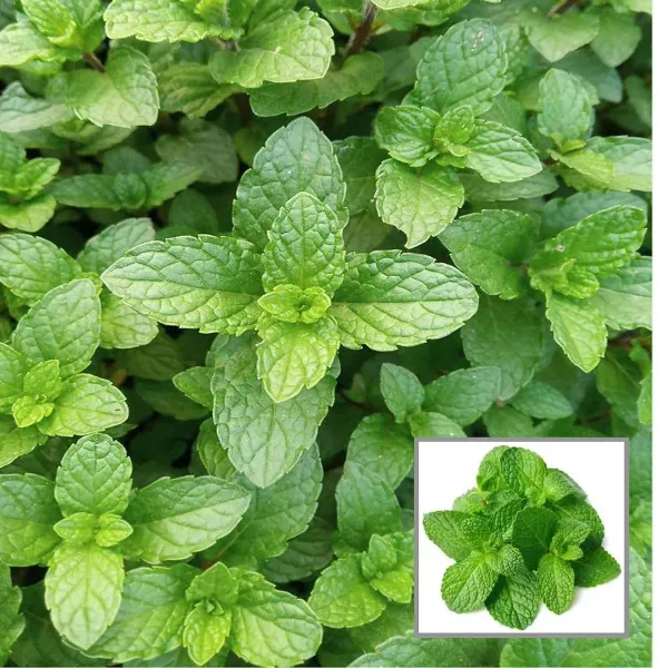 Pudina_Pepermint_Mentha_Scented_Leaf_Plant_1_2_Feet_Height