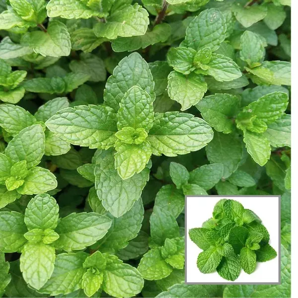 Pudina_Pepermint_Mentha_Scented_Leaf_Plant_1_2_Feet_Height