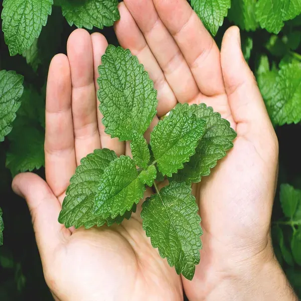 Pudina_Pepermint_Mentha_Scented_Leaf_Plant_1_2_Feet_Height