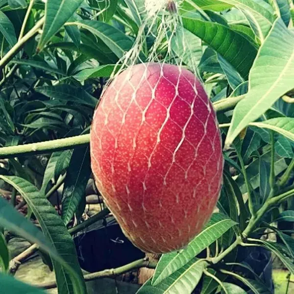 Miyazaki_Egg_Of_Sun_Taiyo_No_Tamago_Mango_Aam_Grafted_Fruit_Plant_1_5_3_Fe