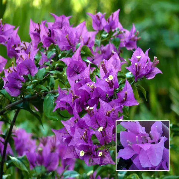 Purple_Colour_Bougainvillea_Kagoj_Ful_Shrubs_Flower_Plant_1_2_Feet_Height