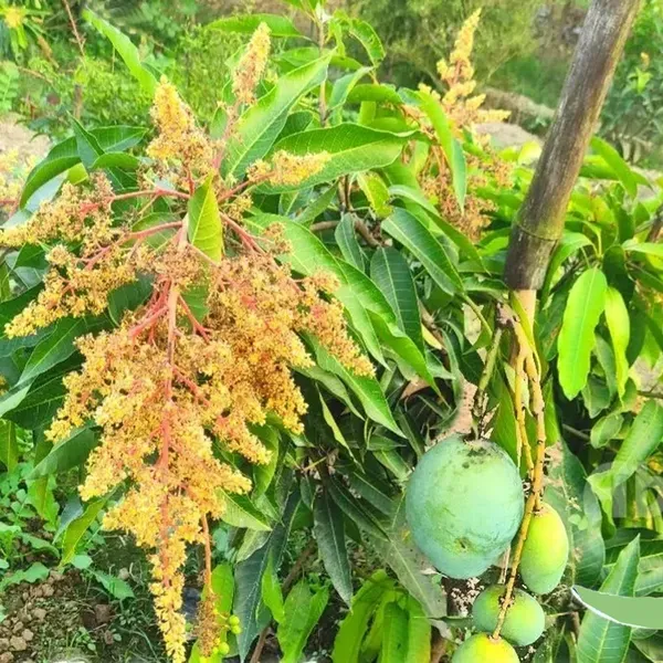 Vastra_All_Time_Mango_Aam_Grafted_Fruit_Plant_1_5_3_Feet_Height