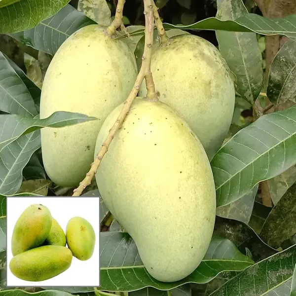 Vastra_All_Time_Mango_Aam_Grafted_Fruit_Plant_1_5_3_Feet_Height