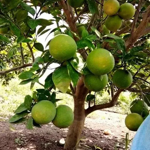 Sathgudi_Mosambi_Grafted_Fruit_Plant_1_5_2_Feet_Height