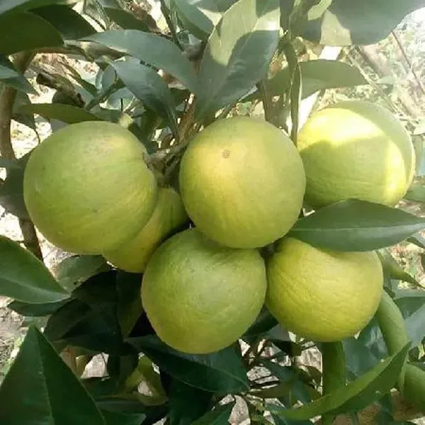 Sathgudi_Mosambi_Grafted_Fruit_Plant_1_5_2_Feet_Height