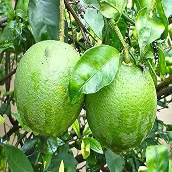 Sathgudi_Mosambi_Grafted_Fruit_Plant_1_5_2_Feet_Height