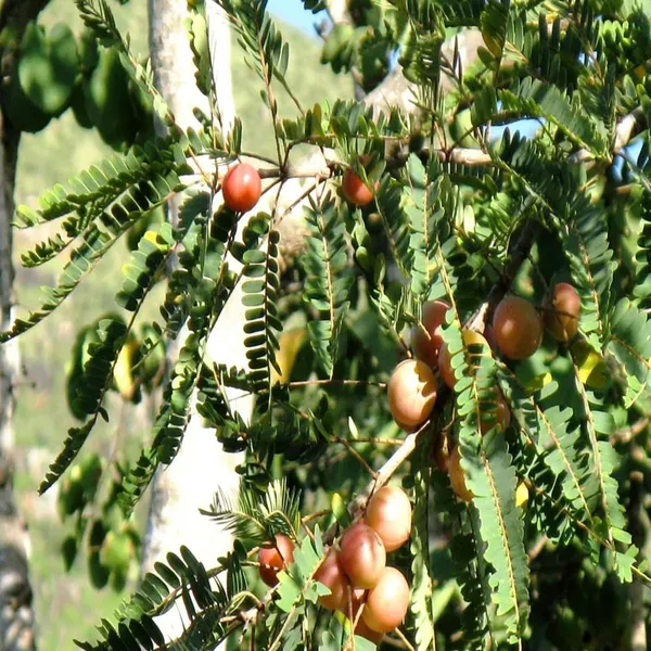 Thai_Red_Amla_Gooseberries_Amloki_Grafted_Fruit_Plant_1_5_3_Feet_Height