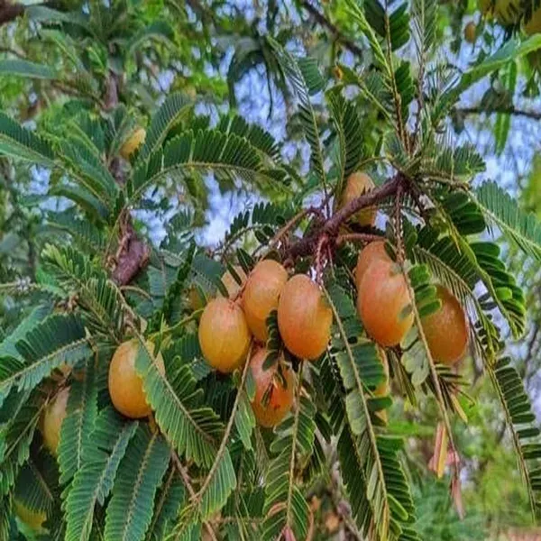 Thai_Red_Amla_Gooseberries_Amloki_Grafted_Fruit_Plant_1_5_3_Feet_Height