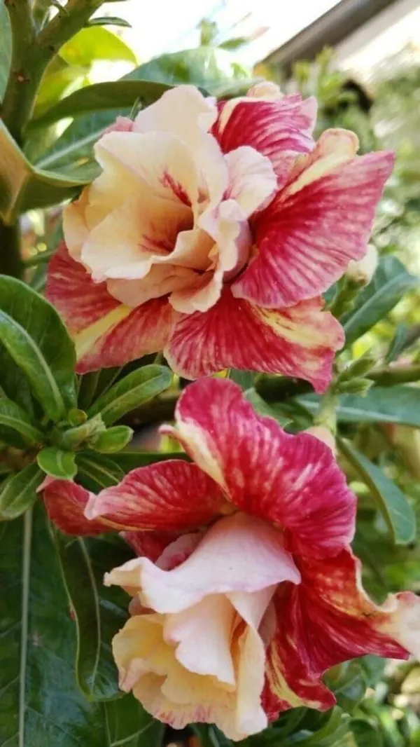 Hybrid_Rosey_Verity_Adenium_Obesum_Desert_Rose_Grafted_Flowers_Plant