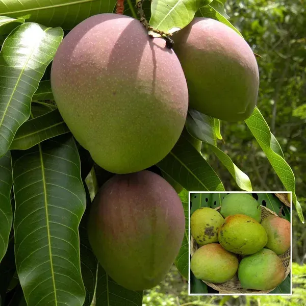 Bombay_Shehroli_Mango_Aam_Grafted_Fruit_Plant_1_5_3_Feet_Height