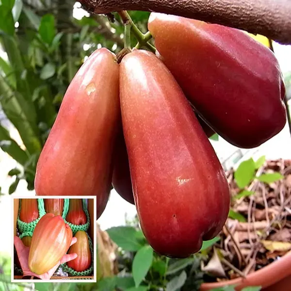 Jambu_King_Kong_Wax_Apple_Water_Layering_Grafted_Fruit_Plant_1_5_3_Feet_He