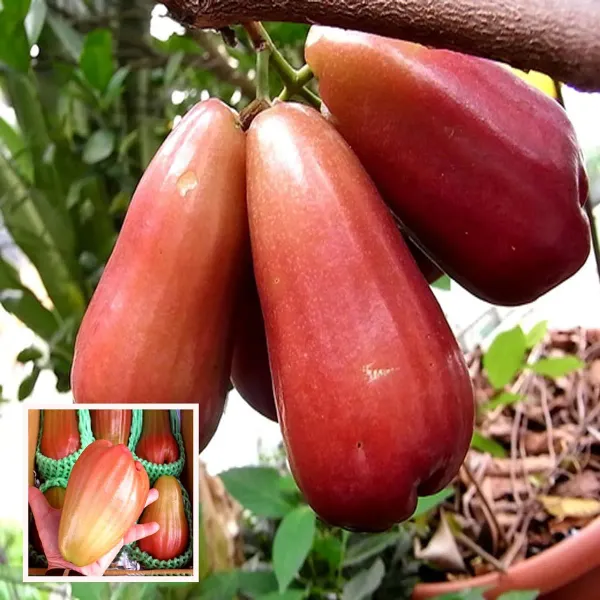 Jambu_King_Kong_Wax_Apple_Water_Layering_Grafted_Fruit_Plant_1_5_3_Feet_He