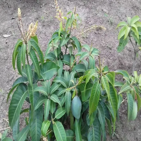 Thai_All_Time_Baramasi_Mango_Aam_Grafted_Fruit_Plant_1_5_3_Feet_Height